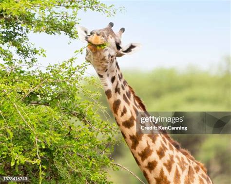 麒麟 正面|725 キリン 正面 Stock Photos, High